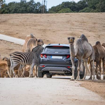 Coche rodeado de cebras y camellos en un safari